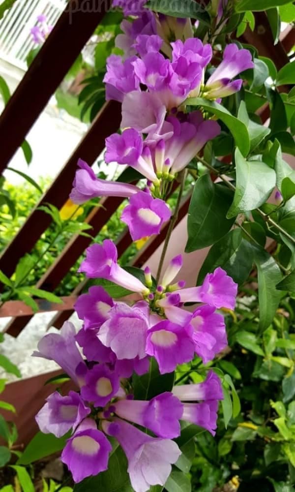 Bahan Traders Garlic Vine