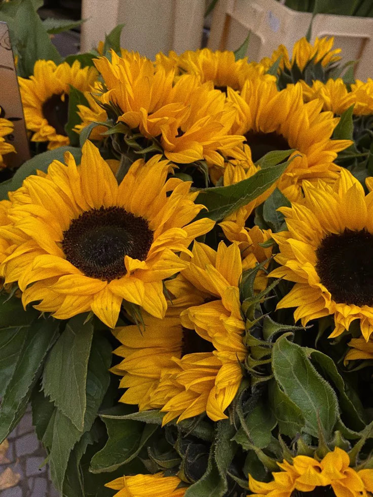 Sunflower Bouquet