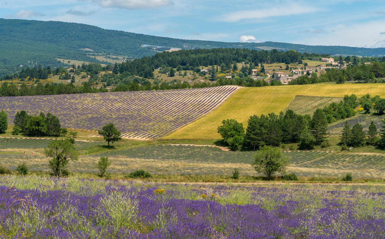 Lavender Flowers – Calm, Fragrant & Beautiful