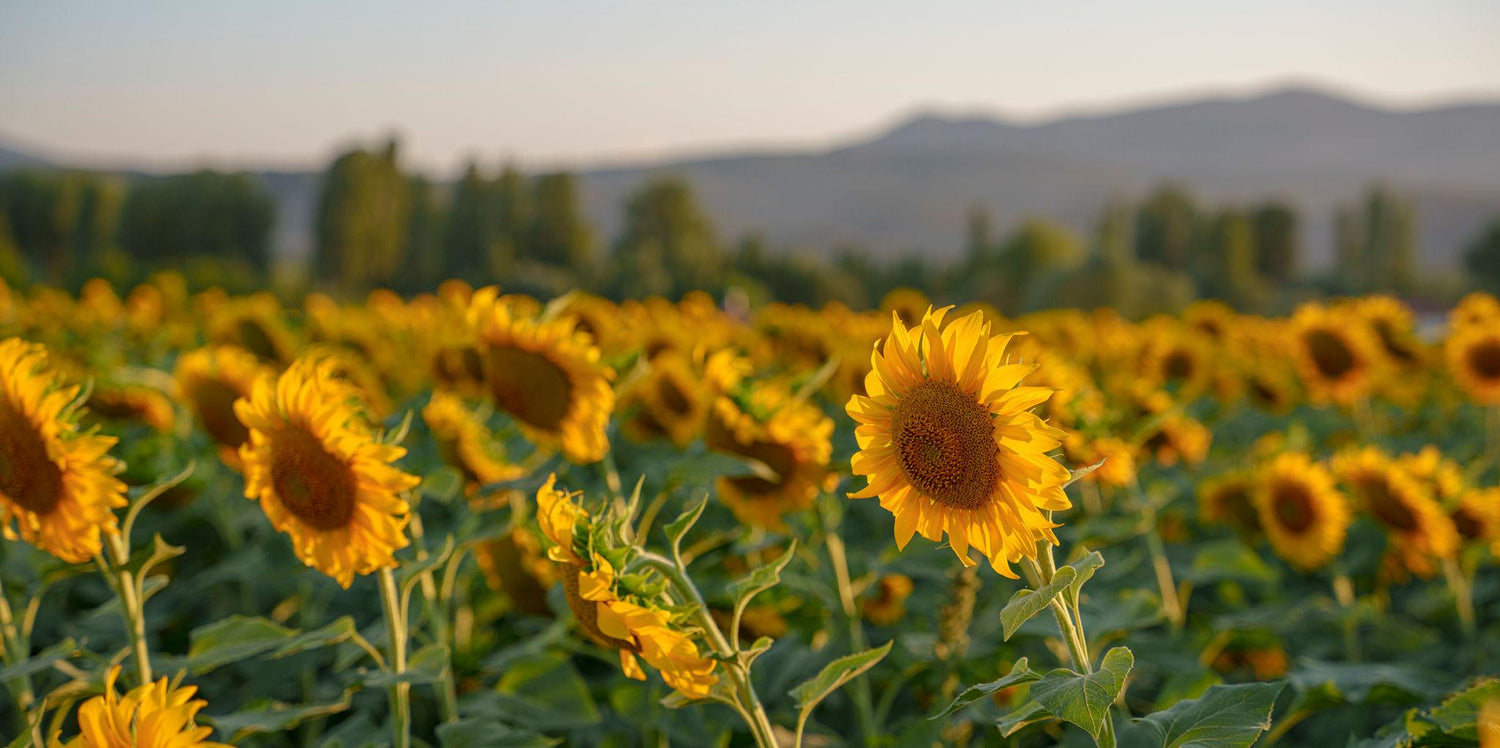 Sunflowers – Bright & Positive Floral Choice