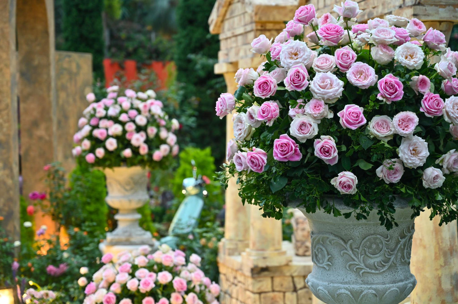 Rose Flowers – Symbol of Love & Elegance
