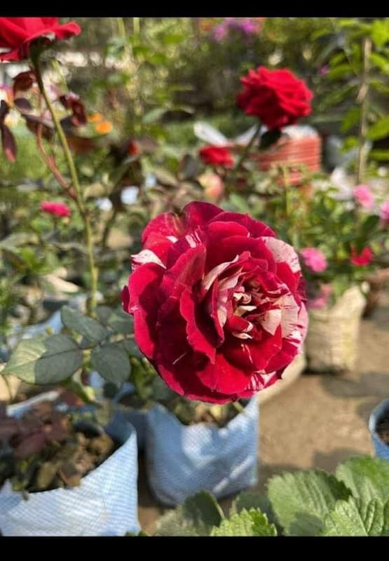 Royal Velvet Dual-Tone Rose Plant