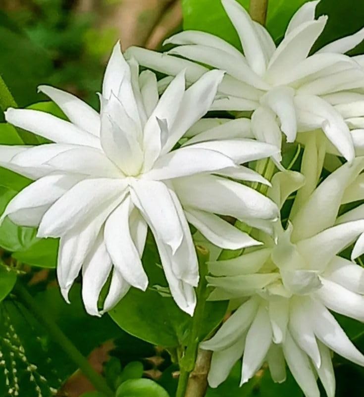 Jasmine Plant