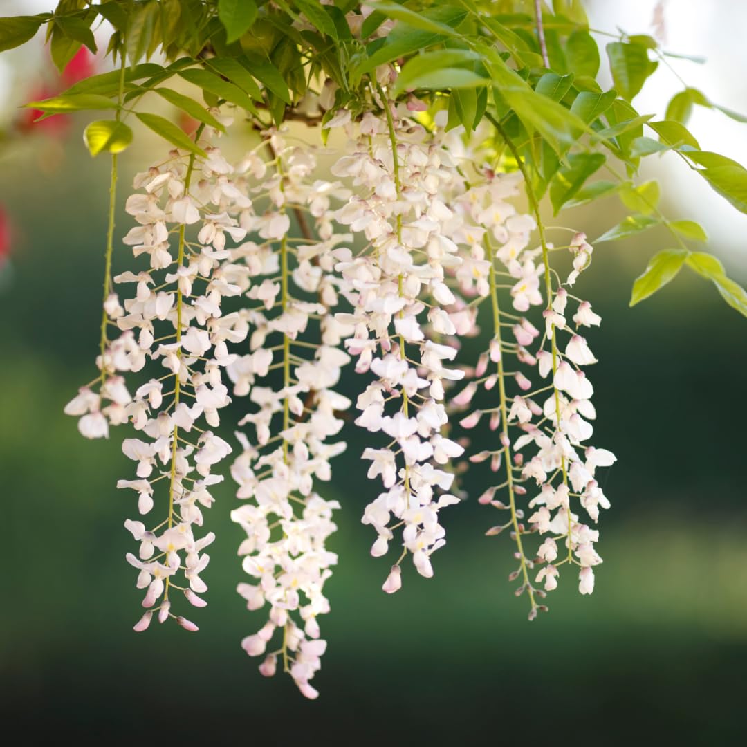 White Serenity Blooms