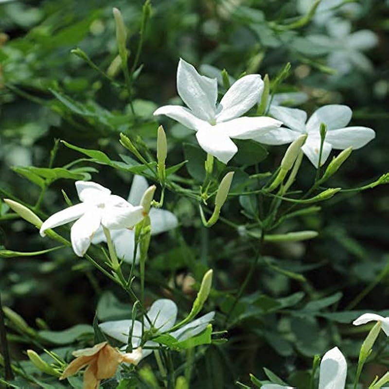 White Serenity Blooms
