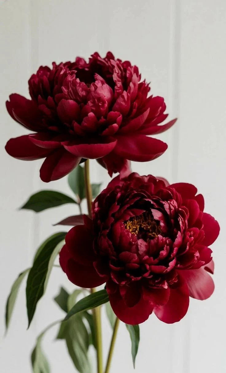 Crimson Rose Elegance