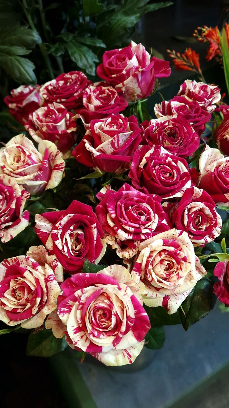 Royal Velvet Dual-Tone Rose Plant